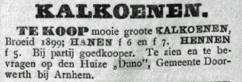 Kalkoenen op de Duno Doorwerth