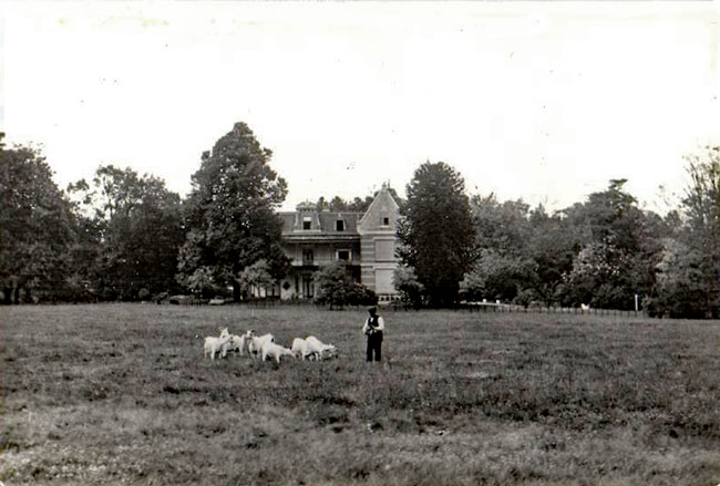 Dennenkamp Oosterbeek