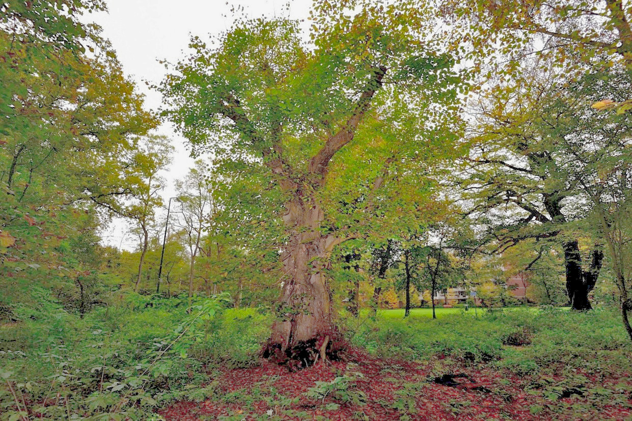 de Kapelleboom in Doorwerth